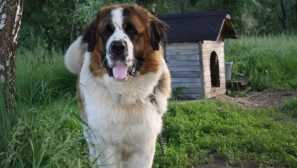 Čo pes dostať do súkromného domu, aby si bol istý